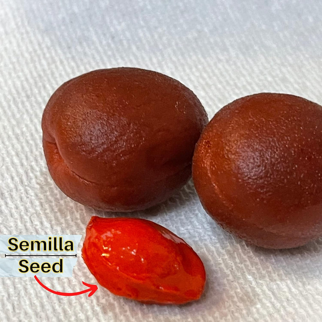 10 X Chamoy Chabacano Salado En Jugo Salted Apricot in Juice 4 Pcs Per Pack